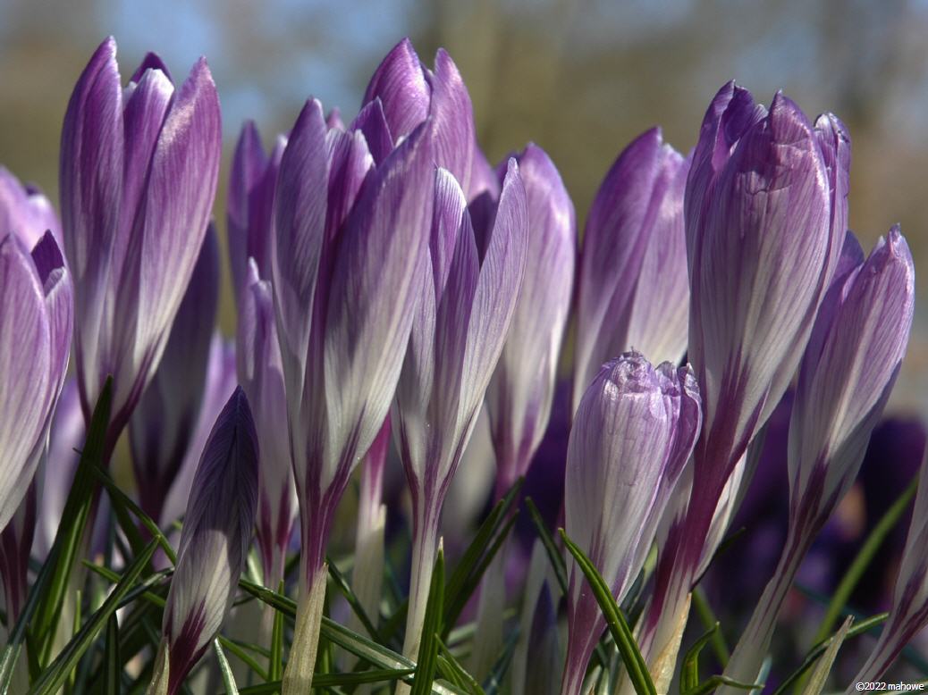 Krokus_3